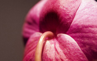 Pink flower brown stem macro - end free wallpaper for desktop