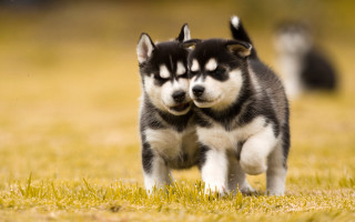 Husky dogs field autumn blurry - husky free wallpaper
