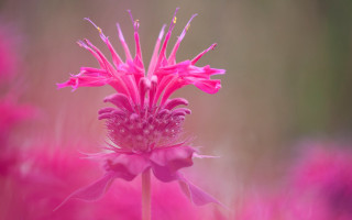 Pink flower macro blurry background - pink flower free wallpaper