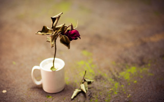 Rose cup broken stem leaves - the ground next free wallpaper