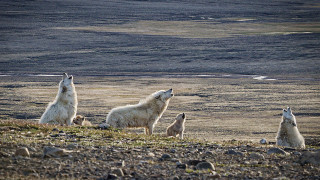 Polar bears rocky hillside lake - a rocky hillside next free wallpaper