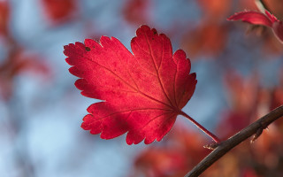 Red leaf branch blue sky - eric deschamps free wallpaper