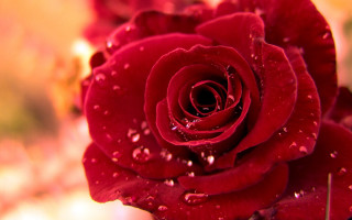 Red rose water droplets petals 3 - a red rose free wallpaper