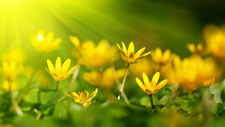Yellow flower field butterfly bokeh - green grass free wallpaper