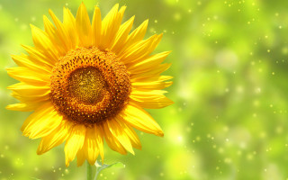 Yellow sunflower blurry background vibrant - dionisiu free wallpaper for desktop