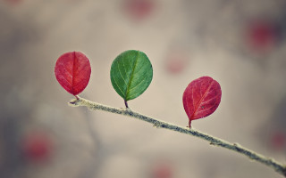 Three leaves macro art moon - macro art free wallpaper