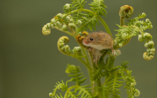 Small mouse on green plant - a green plant free wallpaper