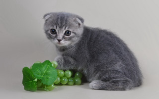 Kitten grapes leaf gray background - a gray background free wallpaper