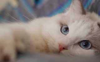 Curious white cat blue eyes - a white cat free wallpaper