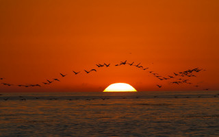 Birds ocean sunset cloud moon - sunset over the ocean free wallpaper
