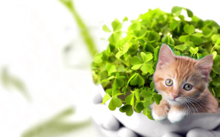 Kitten peeking green leaves ecological - mouth free wallpaper