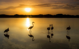 Flamingos sunset dawn bird photography - a bird in the foreground free wallpaper