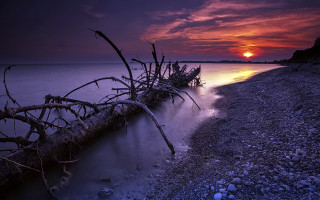 Fallen tree lake sunset mystical - fallen free wallpaper