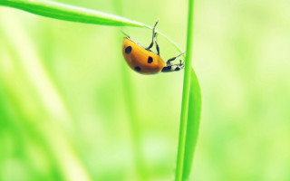 Ladybug greenleaf grass macro ecological - free animals wallpaper