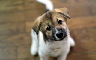 Dog looking up wooden floor - a wooden floor free wallpaper