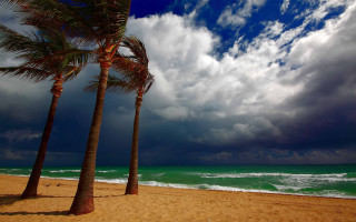 Beach palm trees cloudy sky - stormy weather free wallpaper