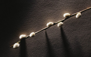 White plant shadow wall black - free light wallpaper