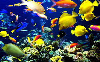 Large group fish aquarium water - coral free wallpaper
