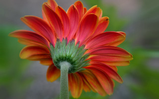 Red orange flower macro blurry - flower free wallpaper for desktop