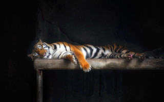 Tiger wooden ledge dark eyes - a digital painting free wallpaper