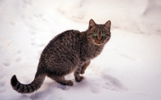 Cat snow curious green eyes - a curious look free wallpaper