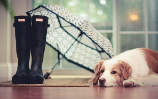 Shiba inu dog floor boots - a persons foot free wallpaper