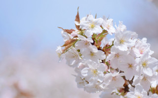 White flowers branch blue sky 4 - chang daichien free wallpaper