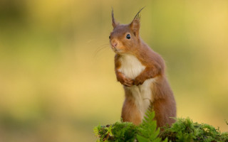 Red squirrel green plant mossy - mossy free wallpaper for desktop
