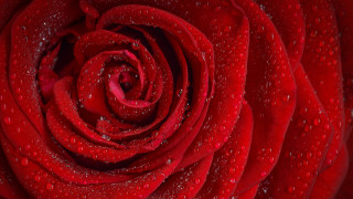 Red rose water droplets macro 51 - petal and petals free wallpaper