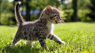 Kitten running in grass action - mouth wide open free wallpaper