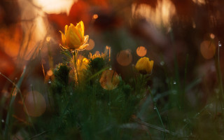 Yellow flower grass sunlight blur - backlight free wallpaper