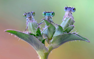 Three bugs on plant stem - massurrealism free wallpaper