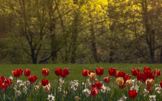 Red flower field sunset bench - flower in front free wallpaper