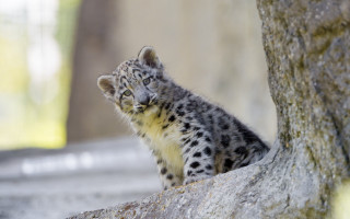 Small snow leopard cub rock - young free wallpaper for desktop