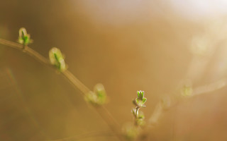 Small green plant tiny leaves - the stem free wallpaper for desktop