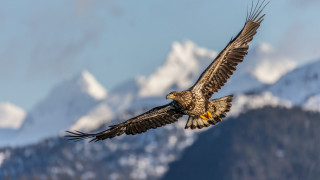 Large bird flying over mountains - covered mountain free wallpaper
