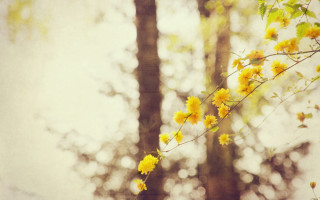 Branch yellow flowers forest sky - elinor proby adams free wallpaper