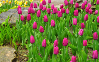 Pink flower field green leaves - rich vivid color free wallpaper