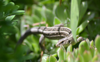 Lizard grass plant leaves bokeh - a lizard free wallpaper
