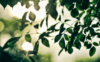 Tree leaves sunshine macro lens - the branch of the tree free wallpaper