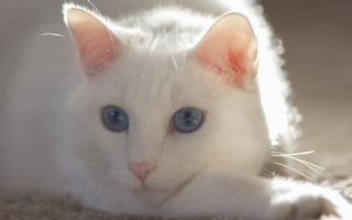 White cat blue eyes laying 5 - a white cat free wallpaper