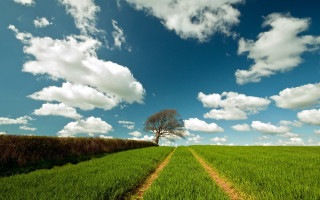Lone tree field green grass - a dirt path free wallpaper