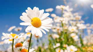 Flower field sunshine bokeh daisy - sun free wallpaper for desktop