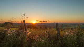 Sunset field fence wildflowers horizon - wildflower free wallpaper