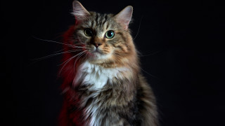 Cat red tail black background - a red tail free wallpaper