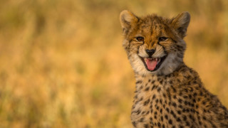 Cheetah sitting field open mouth - a cheetah free wallpaper
