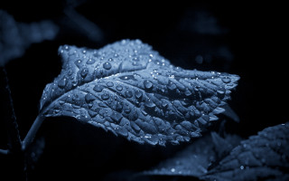 Leaf water droplets dark night - the dark night time free wallpaper