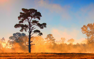 Tree field sky clouds autumn 2 - charles ragland bunnell free wallpaper