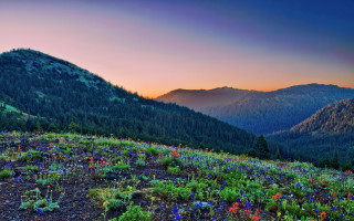 Mountain flower field forest sunset 2 - the foreground and a forest in the background free wallpaper