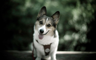 Shiba inu dog bench sunny - a collar free wallpaper